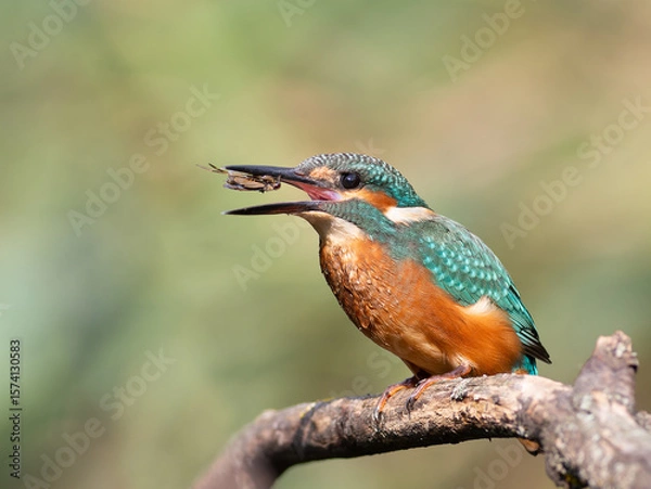 Obraz Common kingfisher, Alcedo atthis. A young bird catches its prey