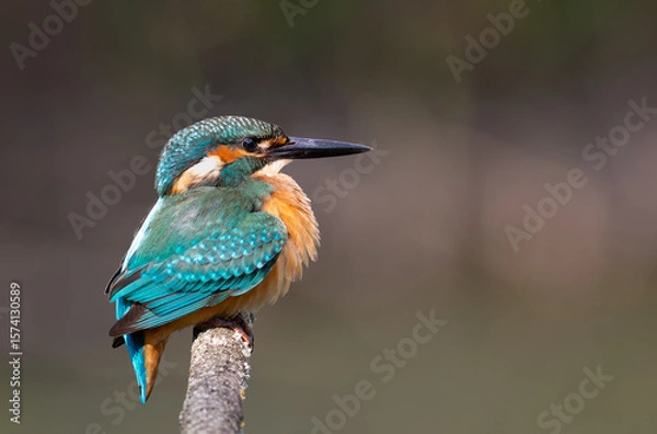Obraz Common kingfisher, Alcedo atthis. A bird sits on a branch with its feathers all fluffed up