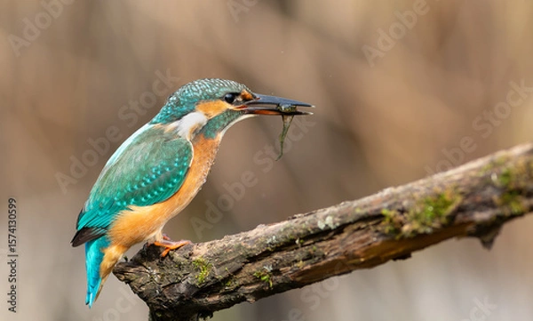 Obraz Common kingfisher, Alcedo atthis. A bird sits on a beautiful branch with prey in its beak