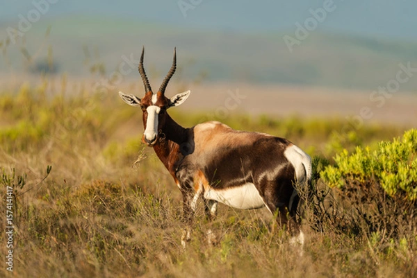 Obraz bontebok in the bontebok national park, south africa