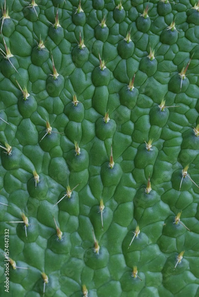 Fototapeta Macro of cactus with sharp thorns, desert succulent detail, textured green surface in close-up.