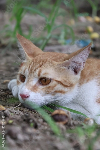 Obraz Orange tabby kittens enjoying a day in the sun, in the park, in the green, and in the shade.
