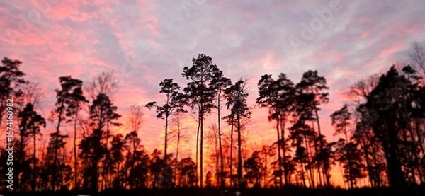 Obraz sunset in the forest