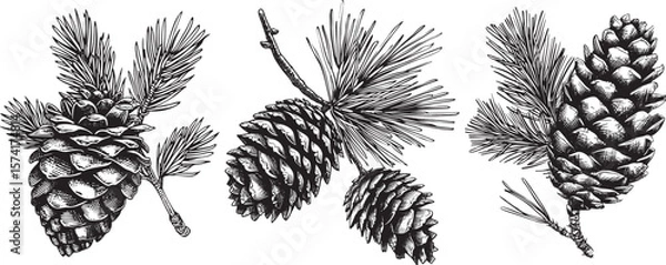 Fototapeta Pine Cone Vector Illustration, Isolated on White Background