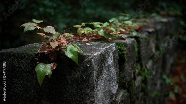 Fototapeta Stone wall embraced by tenacious greenery