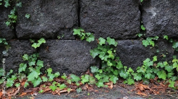 Fototapeta Verdant tendrils embrace dark stone blocks