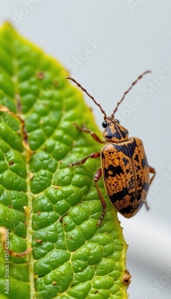 Fototapeta create a striking photo of a brown marmorated stink bug at 20x magnification, set against vibrant lime tones