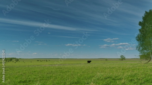 Obraz Sprawling Vast Green Pasture Accompanied by Cattle Under a Beautiful Blue Sky Above Time lapse.