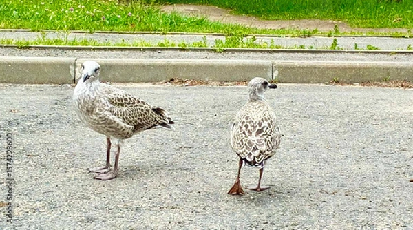Obraz Two young birds Seagulls on asphalt next to grass. Birds in city.