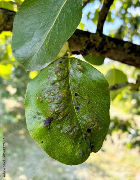 Obraz Diseased pear leaf on tree branch. Pear gall mite, or Eriophyes pyri. This disease causes swellings and galls to form on leaves.