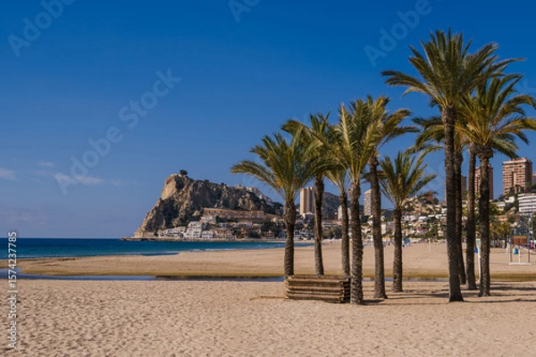 Fototapeta Group oif Palm trees Poniente Beach, Benidorm