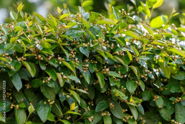 Fototapeta Cotoneaster lucidus, the shiny cotoneaster, or hedge cotoneaster