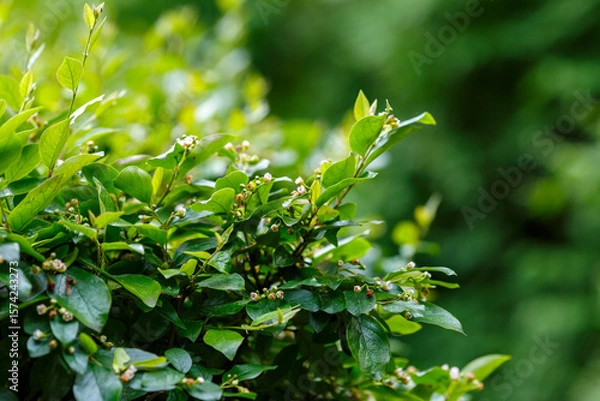 Fototapeta Cotoneaster lucidus, the shiny cotoneaster, or hedge cotoneaster