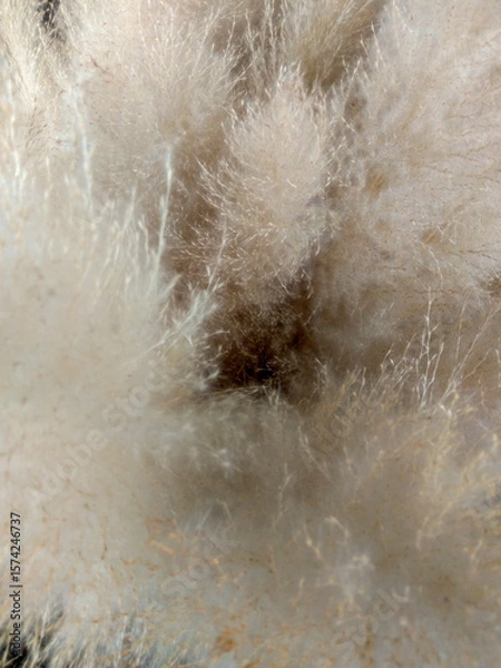 Fototapeta Soft Fluffy White Texture Creating an Abstract and Dreamy Background