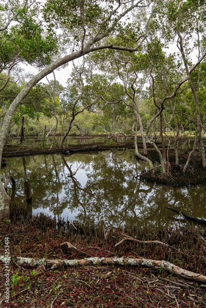 Fototapeta Mangrove trees reflected in wetland ponds. Coochiemudlo Island, Queensland, Australia 