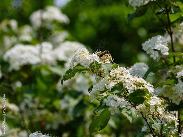 Fototapeta Deutzia amurensis blooms in garden. A bee collects nectar on the flowers of a Deutzia, an ornamental shrub.