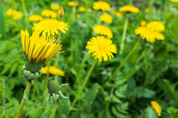 Obraz Fresh yellow dandelion flowers