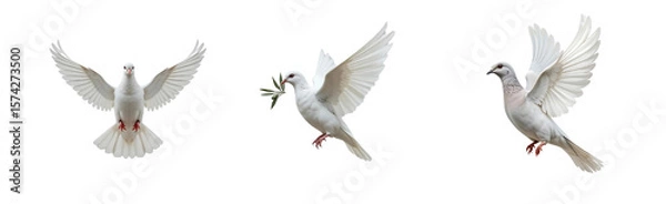 Fototapeta Three graceful white doves in flight against a pure white background convey peace and serenity, ideal for spiritual or symbolic designs.