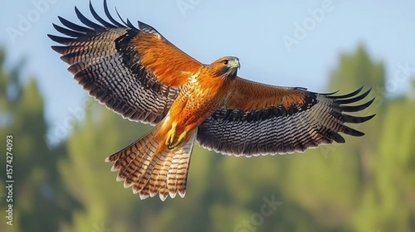 Fototapeta Majestic red shouldered hawk soars with impressive wingspan over sunny background displaying vivid plumage