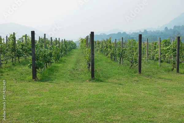 Fototapeta rows of grapes agriculture vineyard
