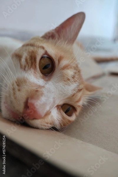 Obraz Orange tabby kittens enjoying a day in the sun, in the park, in the green, and in the shade.