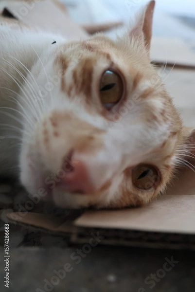 Obraz Orange kittens, male and female, playing in the shade and relaxing
