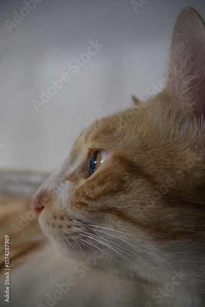 Obraz Orange kittens, male and female, playing in the shade and relaxing