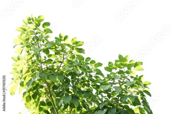 Obraz A tropical tree leaf with branches on white isolated background for green foliage backdrop 