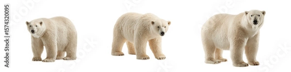 Fototapeta Three Polar Bears Standing in Various Poses on White Background