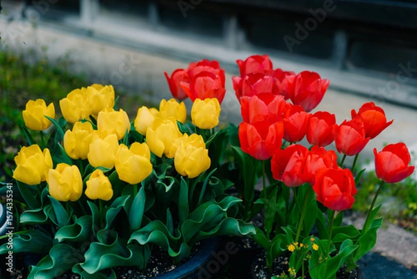 Obraz close-up of wild red and yellow tulips Tulipa gesneriana