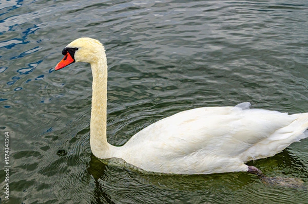 Obraz White swan on the water