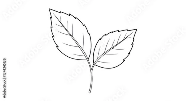Fototapeta White Leaf Outline isolated on a transparent background