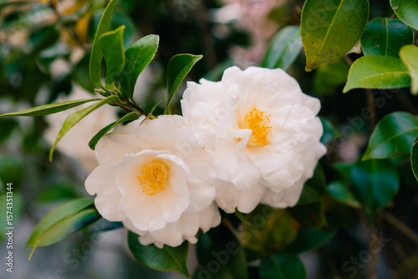 Obraz white Camellia Japonica alba Plena