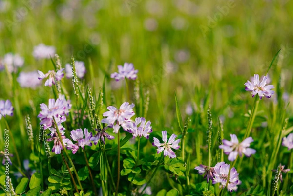 Obraz Cluster of beautiful purple blue flowers common name cranesbill of Geraniaceae family, growing in a meadow