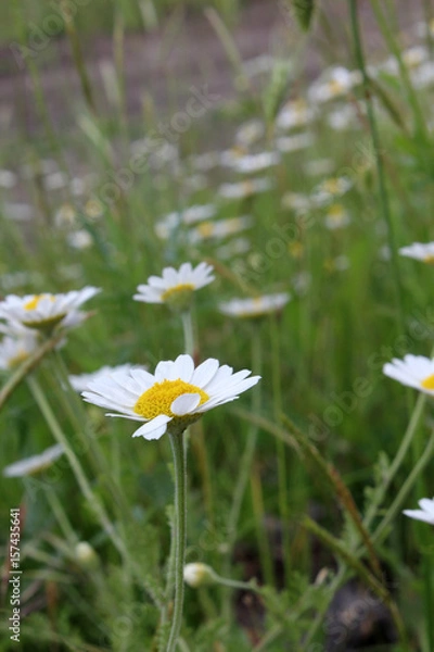 Obraz jomper regolar