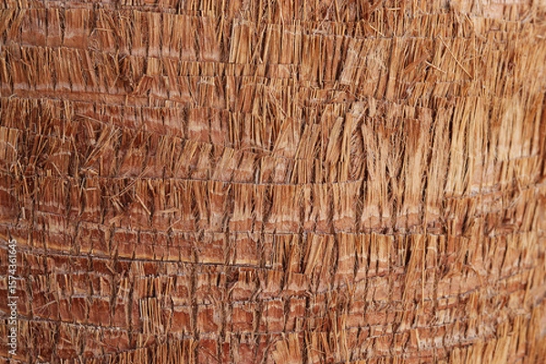 Fototapeta Close-up texture of rough palm tree bark with fibrous brown strands and layered ridges. Natural tropical background with detailed surface pattern.