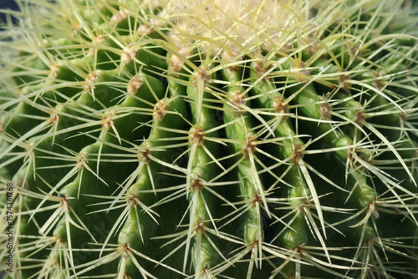 Fototapeta Macro close-up of cactus spines on green surface. Sharp yellow thorns radiating symmetrically. Nature texture, desert plant detail, natural defense mechanism.