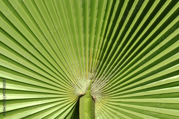 Fototapeta Close-up of a vibrant green palm leaf with symmetrical fan-like structure and radiating lines, creating a natural abstract texture.