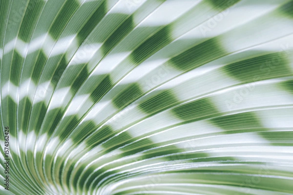 Fototapeta Close-up of tropical palm leaf with striped texture and radiant green light. Abstract nature background with sunlight and shadows. Ideal for eco, spa, and wellness design themes.
