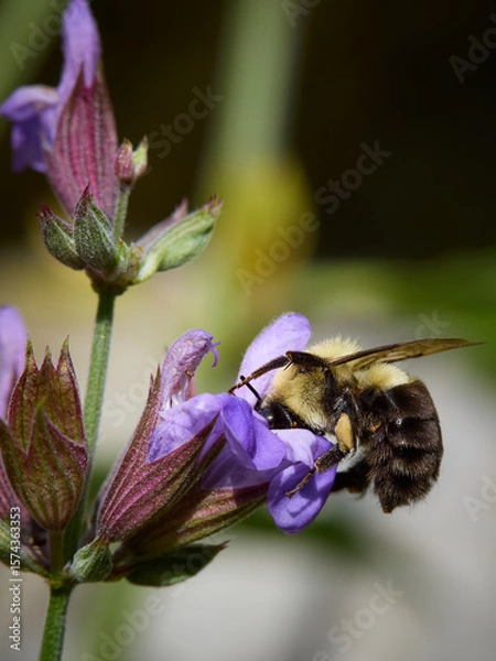Obraz Bumble Bee on a Flower
