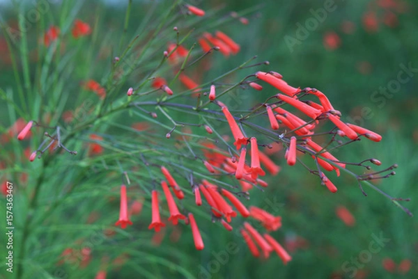 Fototapeta Delicate red tubular flowers of Russelia equisetiformis hanging from slender green stems, set against a soft-focus garden background.