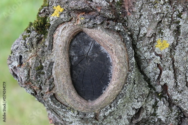 Fototapeta A round growth on a tree trunk. Russia.