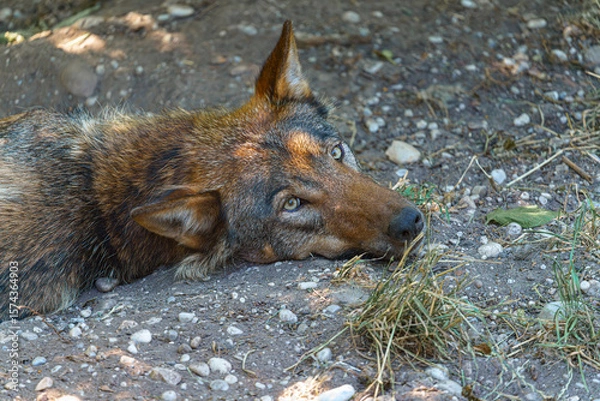 Fototapeta Wolf resting on the ground in a natural habitat during daylight hours