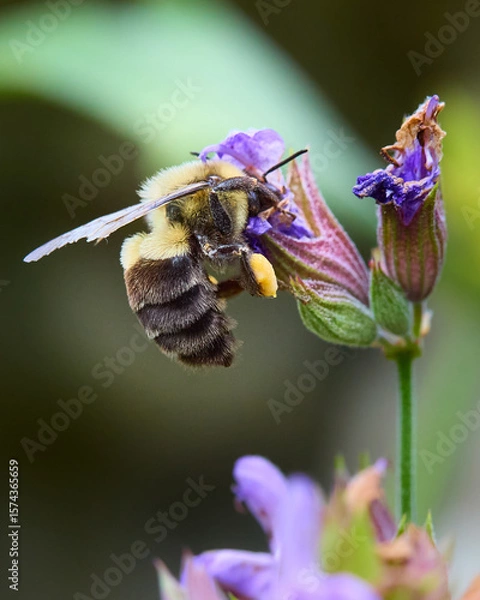 Obraz Bumble Bee on a Flower
