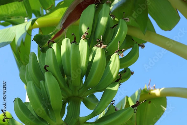 Fototapeta Close-up of fresh green bananas hanging on the plant in tropical sunlight, surrounded by lush leaves.