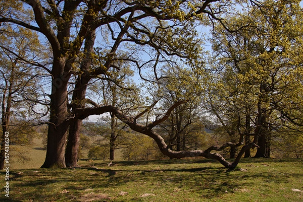 Fototapeta Spring landscape in the countryside with old oak tree with extended balancing branch
