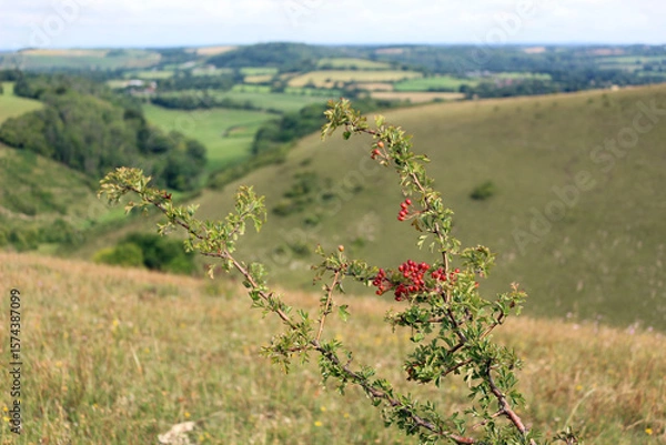 Fototapeta Hawthorn (Crataegus monogyna) on a hillside in the South Downs