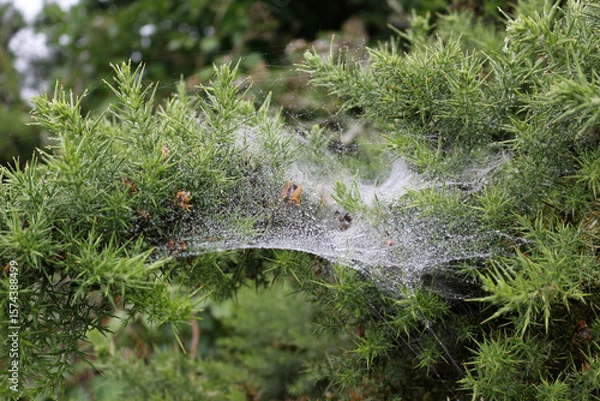 Fototapeta Spider web in gorse bush with morning dew, closeup