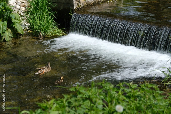 Fototapeta Duck and ducklings swimming in a stream in the park, water cascading from small waterfall