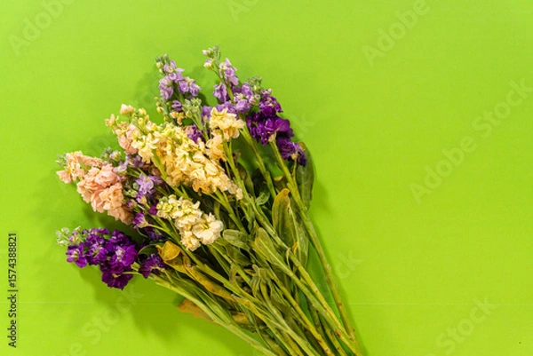 Obraz Colorful Stock Flowers Flat Lay